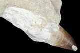 Fossil Rooted Mosasaur (Prognathodon) Tooth - Morocco #174346-1